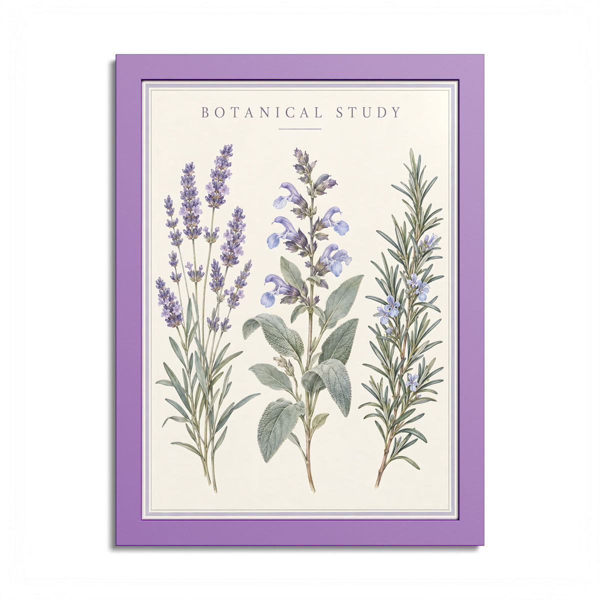 Lavender Botanical Framed Poster – Vintage Herb Wall Art